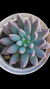 Pachyphytum Devil Fingers (Korean) P09 na internet