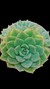 Echeveria Alfred P09 na internet