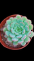 Echeveria Accolade P09 - comprar online
