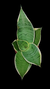 Sansevieria Moonshine Listrada Variegata P11 - comprar online