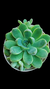 Echeveria Ice Berg P09 - comprar online
