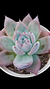 Agavoide Colorata Rolf P09 - comprar online