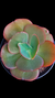 Echeveria Gibbiflora Gigli P15 (Emite carunculas) - comprar online