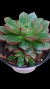 Echeveria Cat's Eyes P09 - comprar online