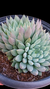 Echeveria Lemon Juice CUIA 18 na internet