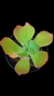 Gibbiflora Martha Toddere P12 (Emite Carunculas) - comprar online