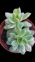 Echeveria Mini Belly Variegata P09 - comprar online