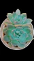 Echeveria Pumila X Mont Blanc P09 - comprar online