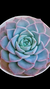 Echeveria Laui X Silhoete P09 - comprar online