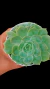 Echeveria Oslow P09 - comprar online