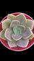 Echeveria Concrete Jungle P09 (OCRE) - comprar online