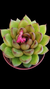 Echeveria Black Rose P09 - comprar online