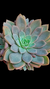 Echeveria Brisa P09 - comprar online