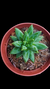 Pachyphytum Diamond Purple P09 na internet
