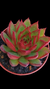 Agavoides Red Ebony P09 - comprar online