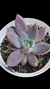 Echeveria Craigiana P09 na internet