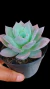 Echev Blue Lotus P09 na internet