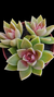 Sedum Ebracteatum P09 - comprar online