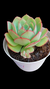 Agavoides Pomadela P09 na internet