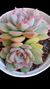 Echeveria Mexensis (Dupla ou Muda) P09 - comprar online