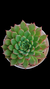 Echeveria Anitta P09 na internet