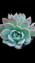 Echeveria Ghost Buster (Dupla ou Muda) P09 - comprar online