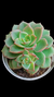 Echeveria X-Chroma P09 - comprar online