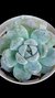 Echeveria Snow Bunny/White Habit P09 na internet