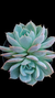 Echeveria Ghost Buster (Dupla ou Muda) P09 na internet