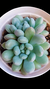 Echeveria Blue Feather (Dupla ou com muda) P09 na internet
