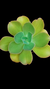 Echev Gibb Chantilly Green P12 - comprar online