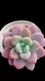 Graptoveria Loko P09 na internet