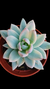 Pachyveria Simonoasa Variegata P09 - comprar online