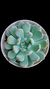 Echeveria Baena P09 - comprar online