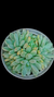Echeveria White Line P09 na internet