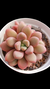 Graptopetallum Amethystinum Red P09 - comprar online