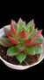 Agavoides Scopion P09 na internet