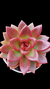 Graptoveria Abundant Rose P09 - Maria Rita Suculentas