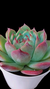 Echeveria Casio (Importada Coréia) P09 na internet