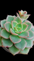 Echeveria X-Chroma P09 na internet