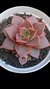 Echeveria Imperial P09 na internet