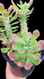 Monademiun Stapelioides White Var P15 - comprar online