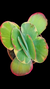 Kalanchoe Fantastic P09 - comprar online