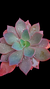 Echev Gibb Afterglow P12 - comprar online