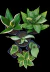 KIT 6 DRACENAS E SANSEVIERIAS - comprar online