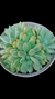 Echeveria White Line P09 - comprar online