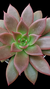 Echeveria Clarice Espanha P09 na internet