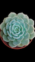 Echeveria White Prince P09 - comprar online