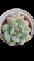 Echeveria Peony (Dupla ou Muda)" Importada Korea "P09 na internet