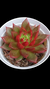 Agavoides Scorpion P09 - comprar online